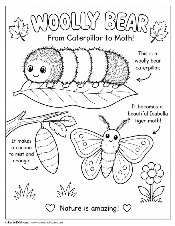Woolly bear caterpillar life cycle worksheet showing caterpillar turning into a moth.