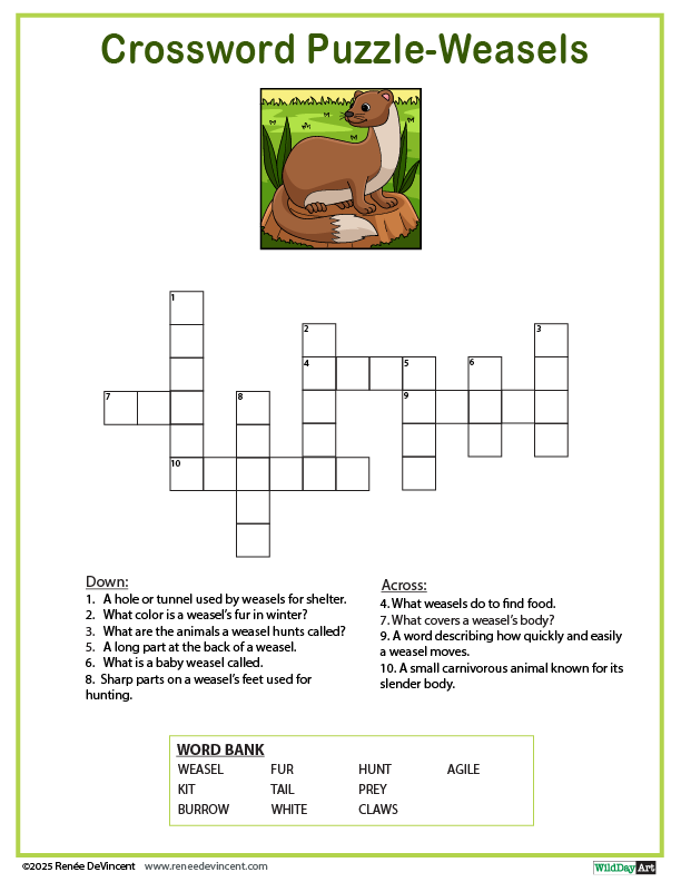 Crossword puzzle about weasels with a cartoon weasel illustration.