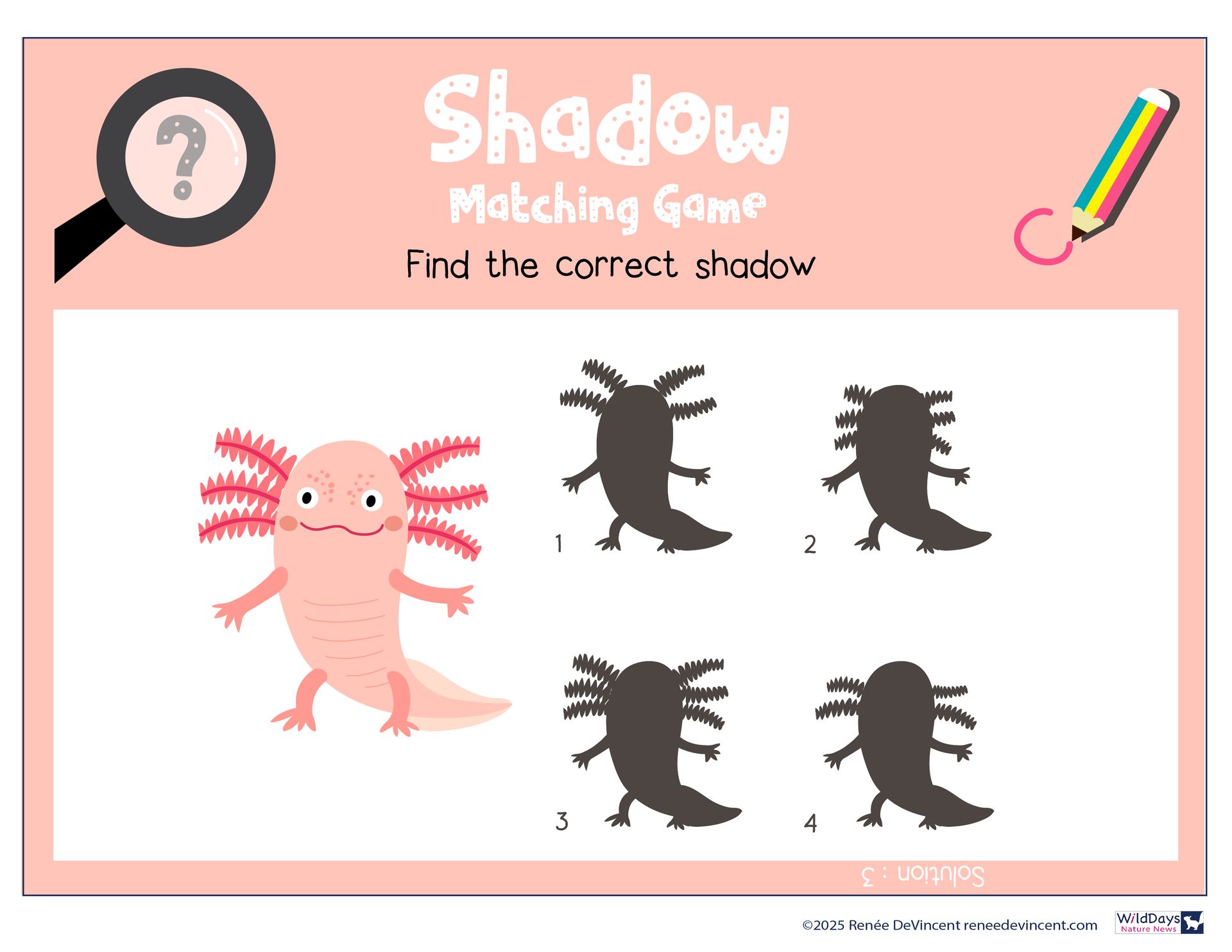 Axolotl shadow matching game. Find the correct shadow. Pink axolotl with four shadow options.