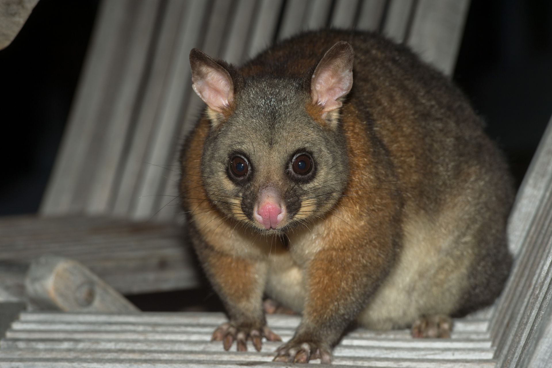 Possum with large eyes sits on a wooden chair; dark fur, pink nose.
