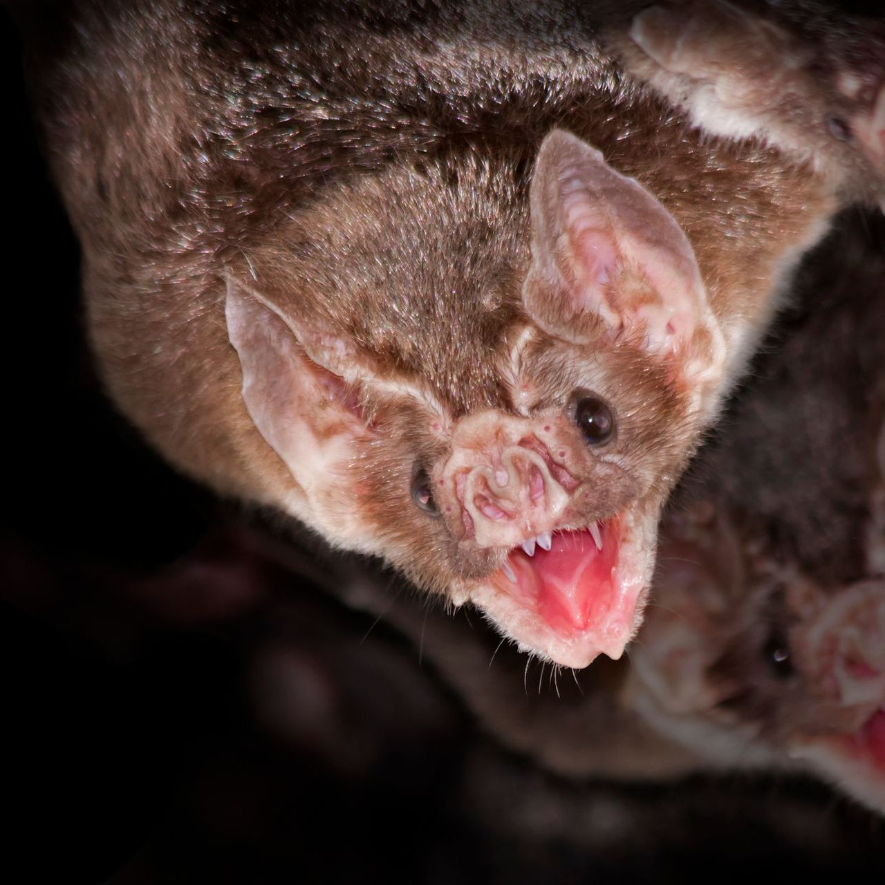 A vampire bat with reddish-brown fur, open mouth revealing teeth. Dark background.