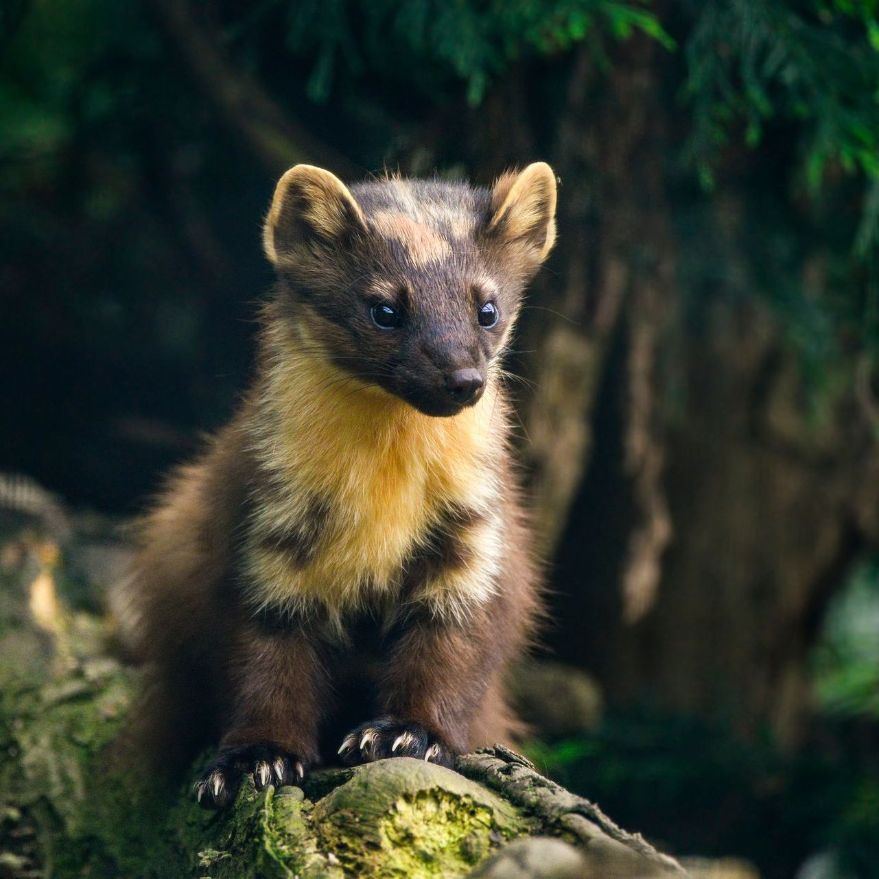 Pine marten with brown and yellow fur, perched on a mossy log in a forest.