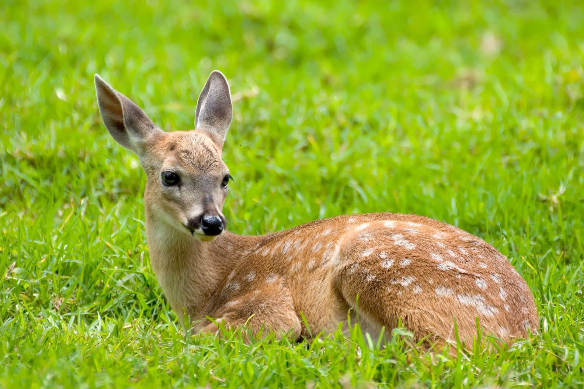 A baby deer is laying in the grass and looking at the camera.
