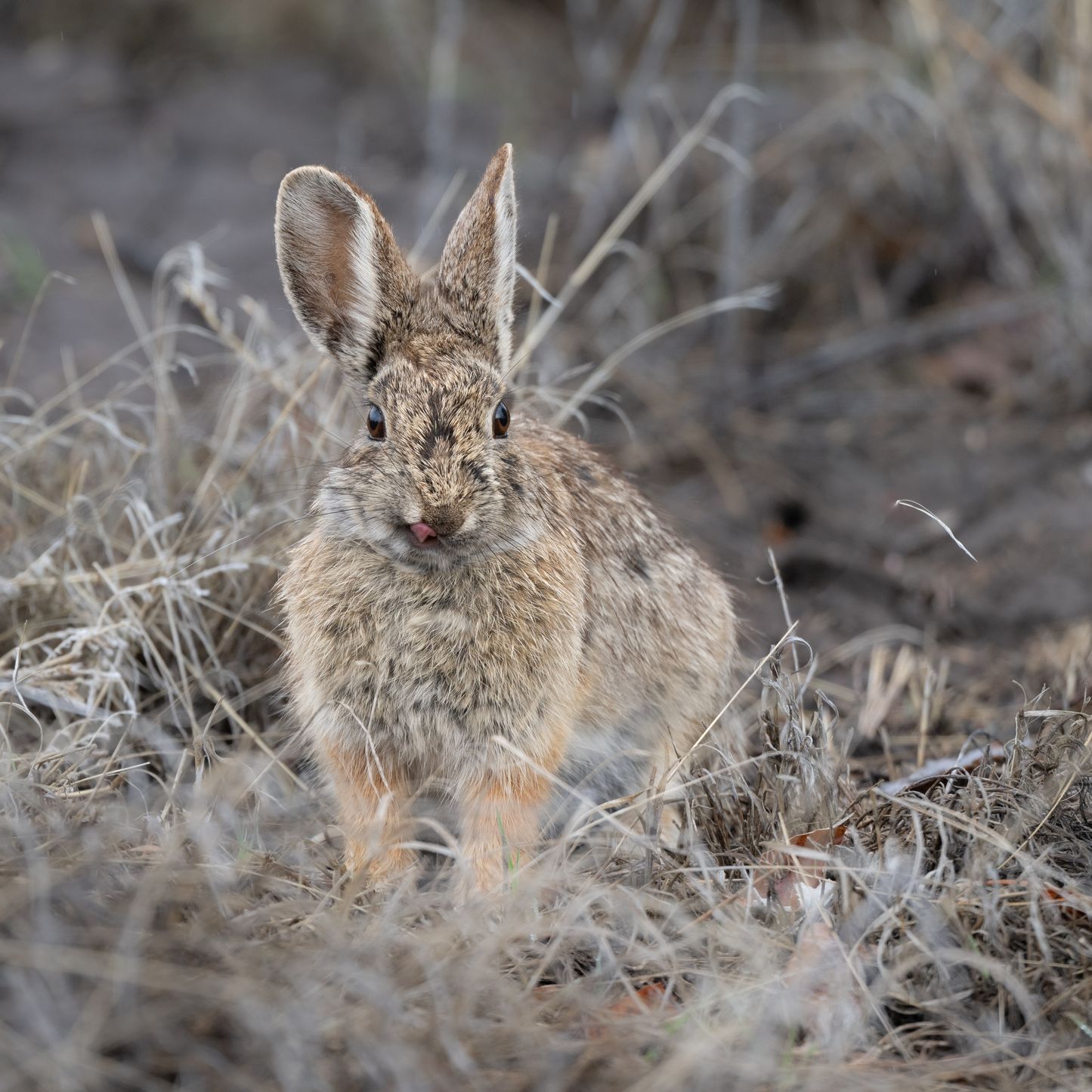 Rabbit in dry grass, light brown fur, ears perked.