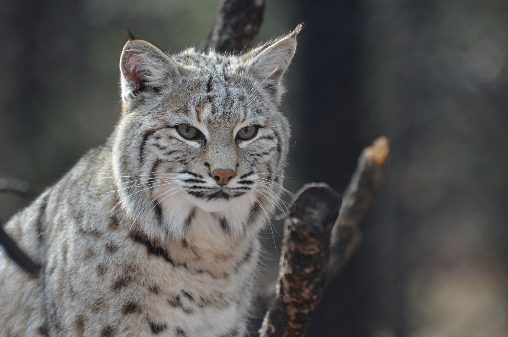 Bobcat with spotted gray fur, perched on a tree branch, looking alert.