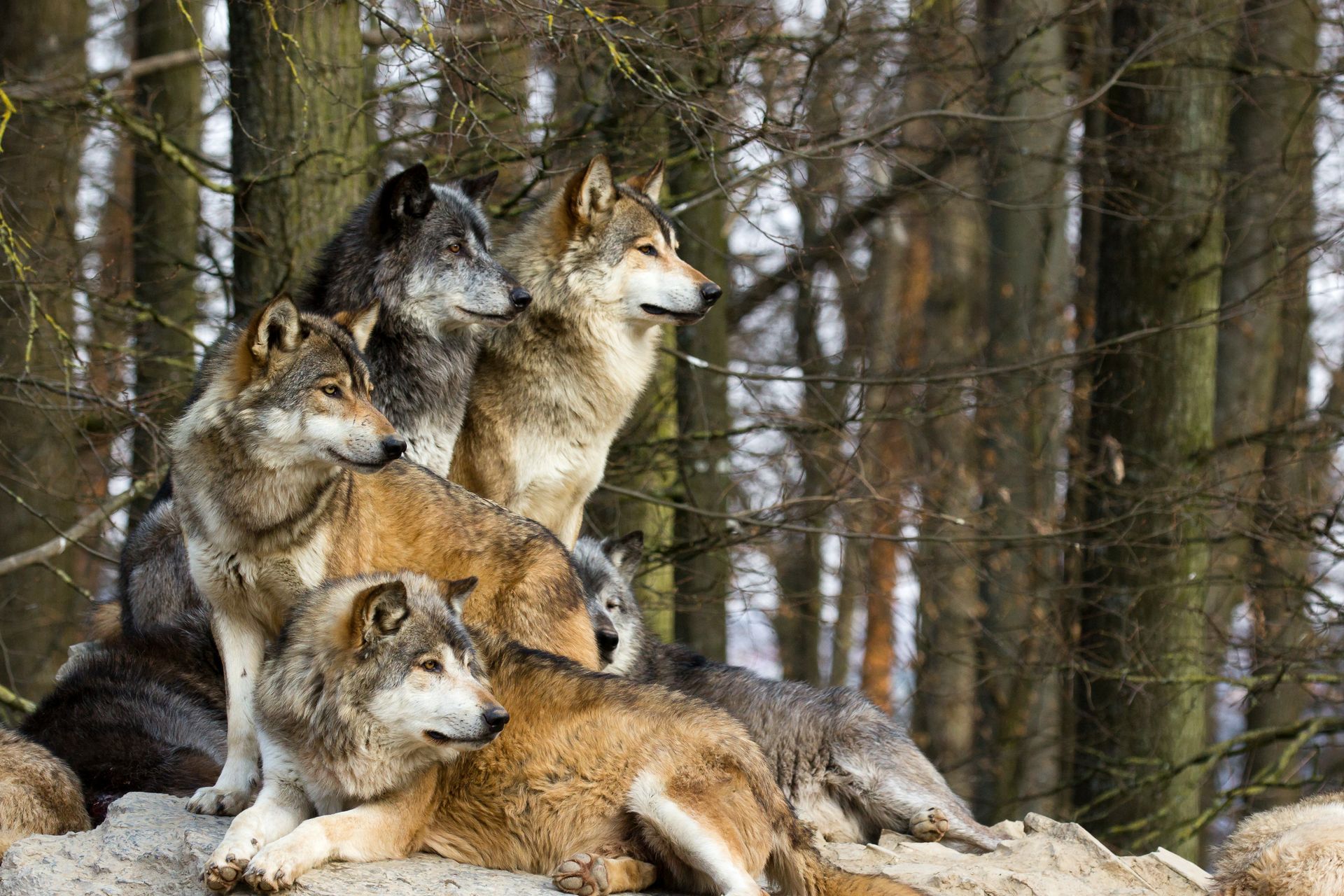 A pack of wolves in a forest, some looking alert, brown and gray fur, tall trees in the background.