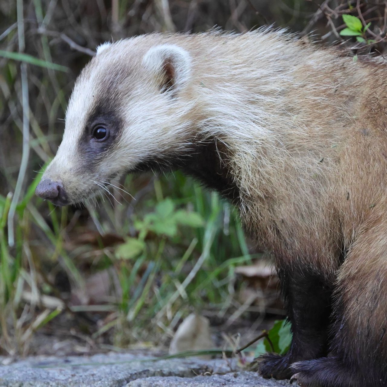 Badger with white, black, and tan fur, sitting near green grass and rocks, looking left.