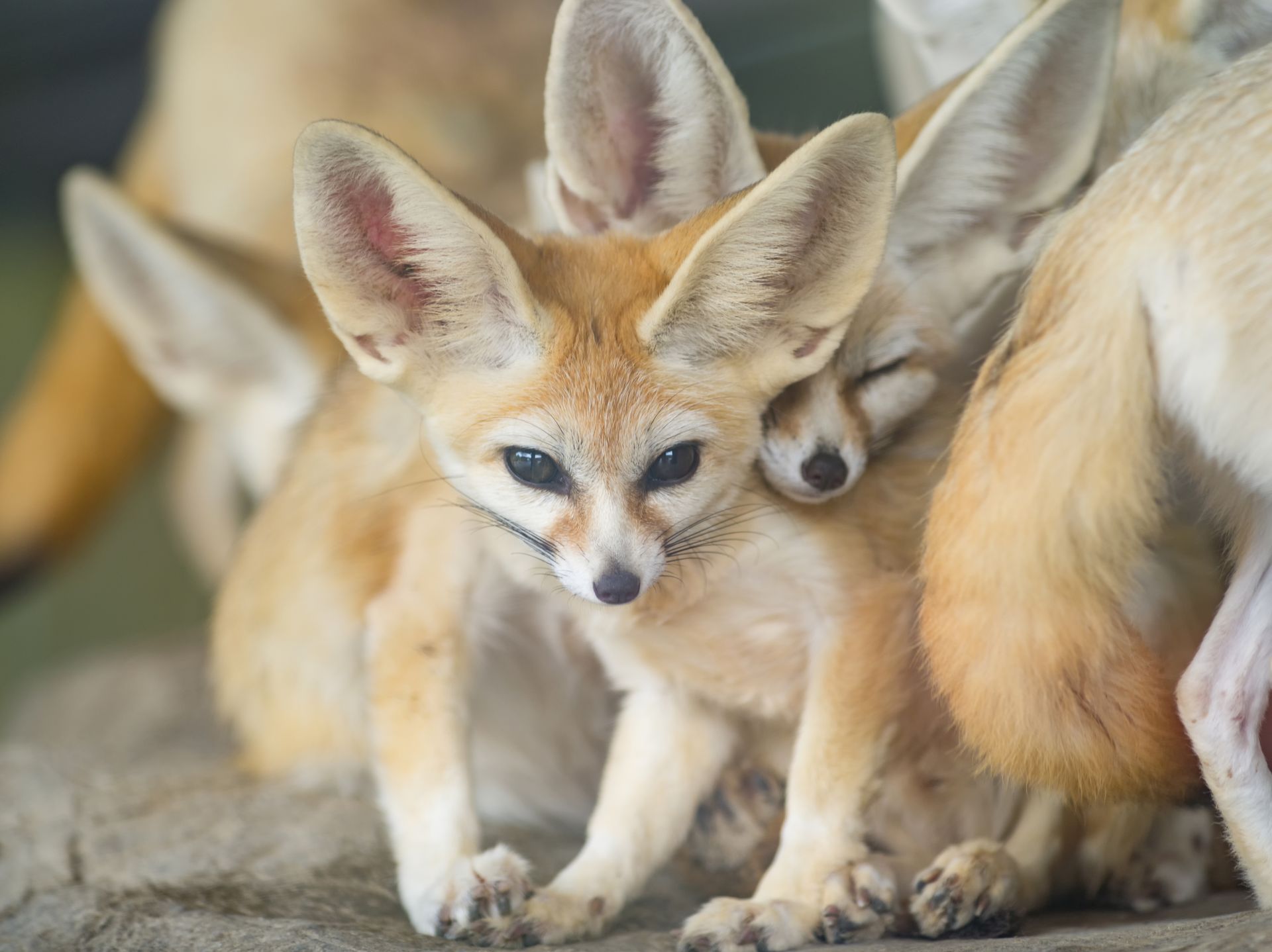 Group of Fennec foxes huddled together, tan fur, large ears, some sleeping, desert setting.