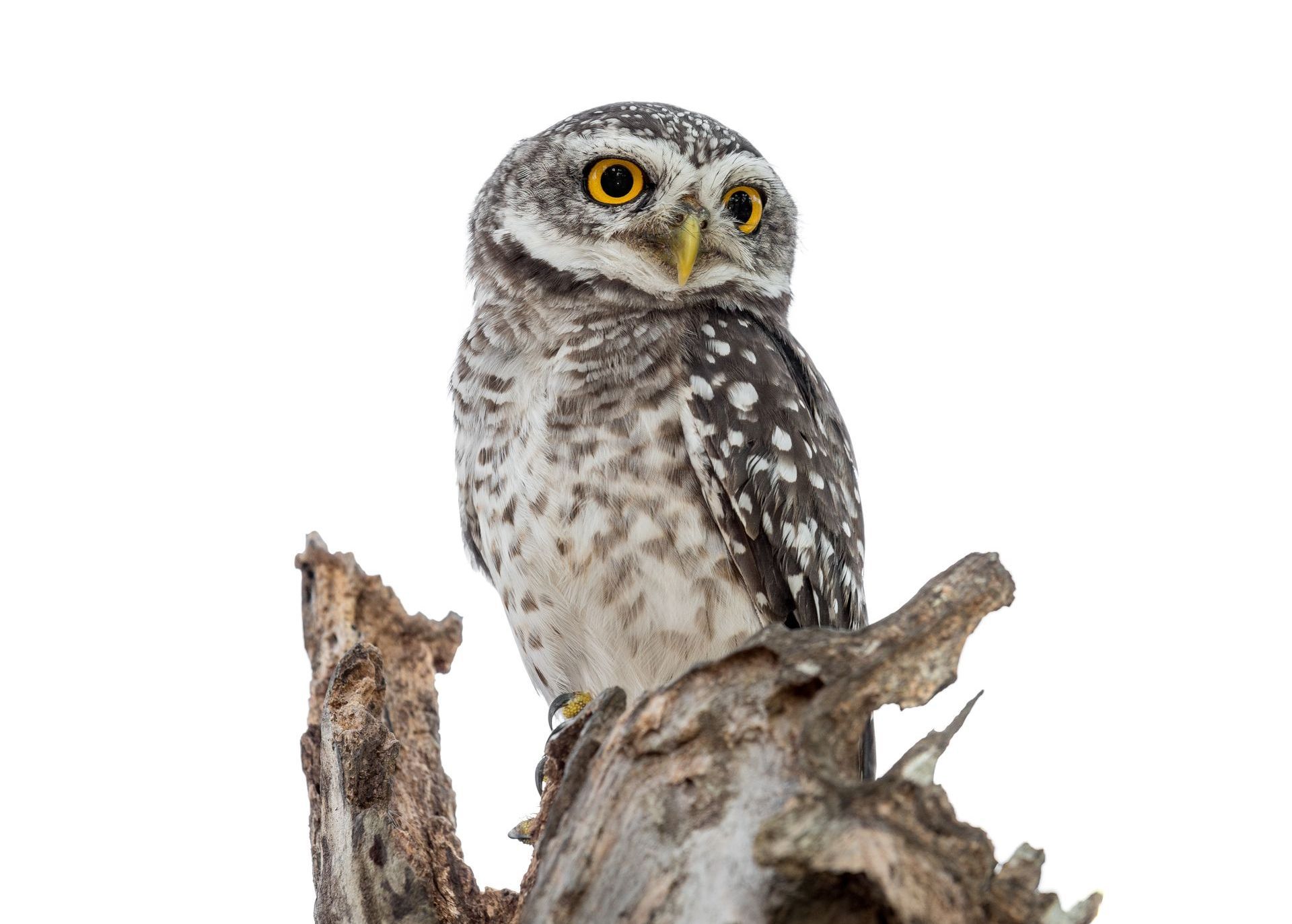 Short-Eared Owl
