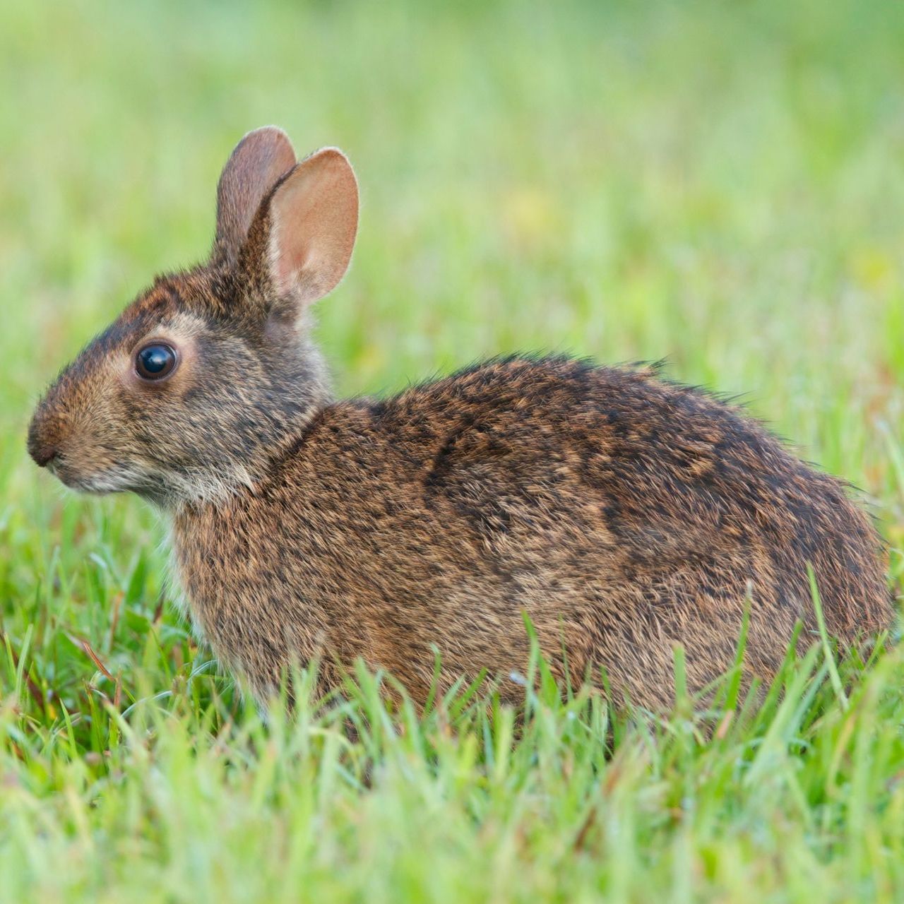 Brown rabbit sitting in green grass.