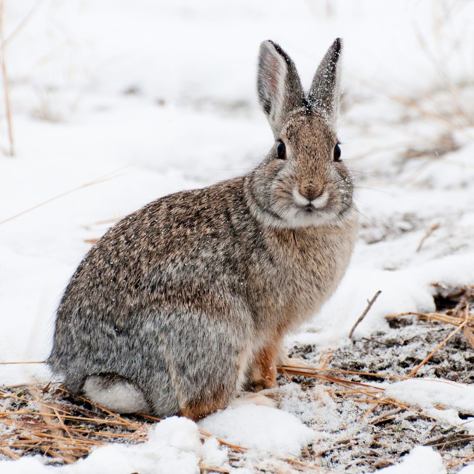 Rabbit in winter setting, brown fur, erect ears, surrounded by snow and dry grass.