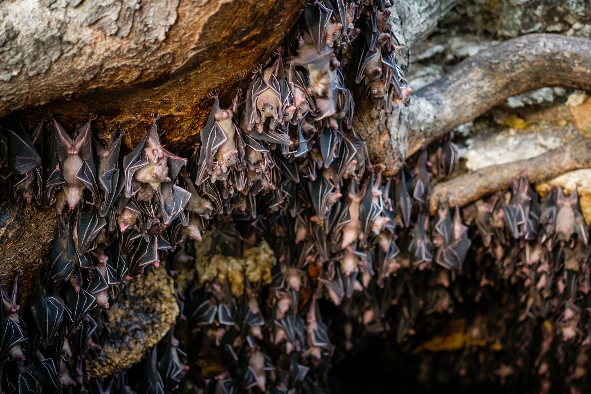 Bats clustered in a cave, hanging from the ceiling and a tree branch. Dark gray and brown.