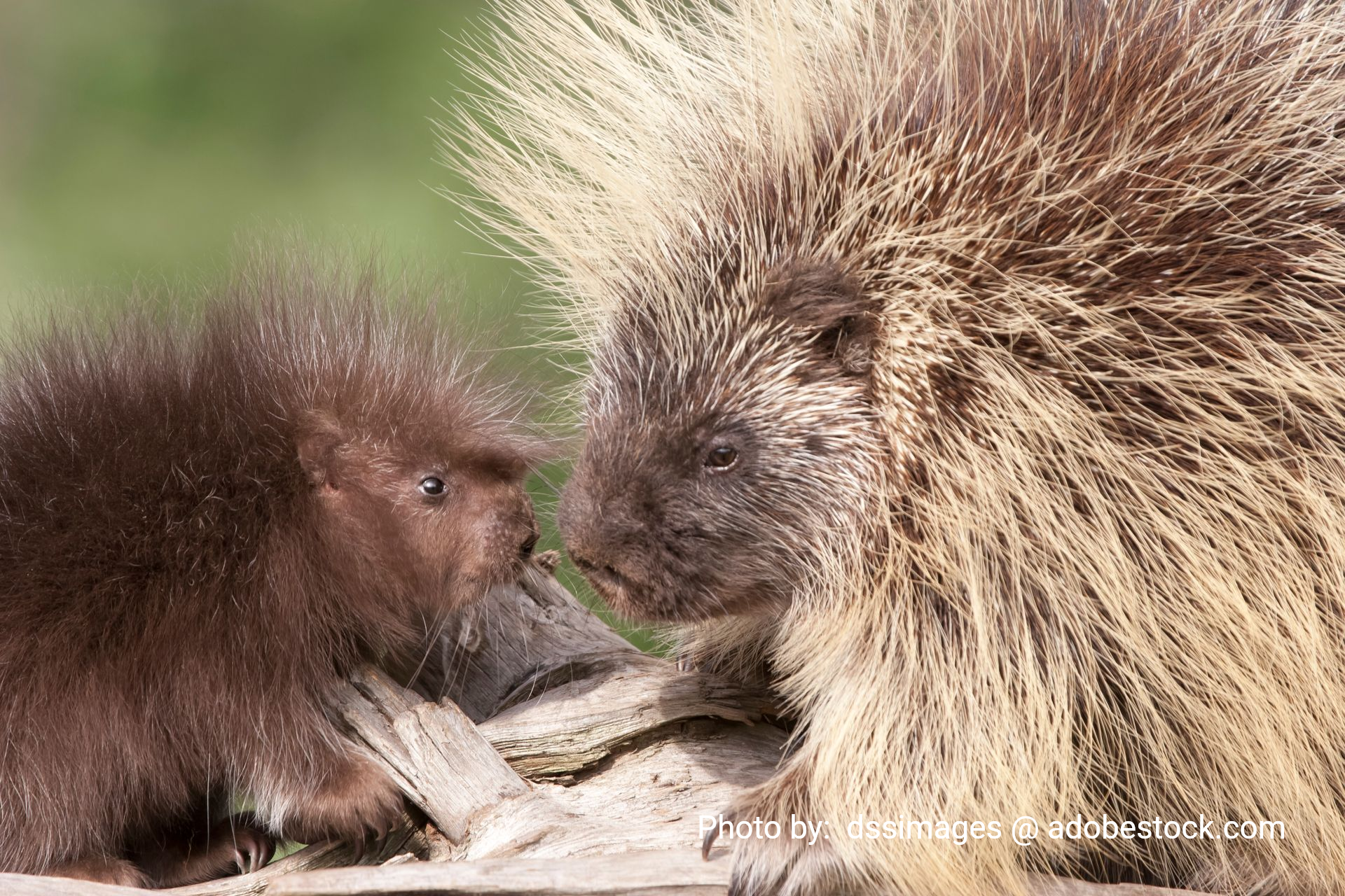 Two porcupines, brown and beige quills, touch noses outdoors.
