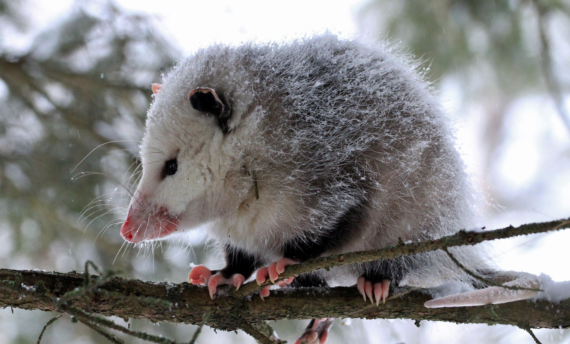 Opossum perched on snow-covered branch, looking down. Pink nose and feet, gray fur.