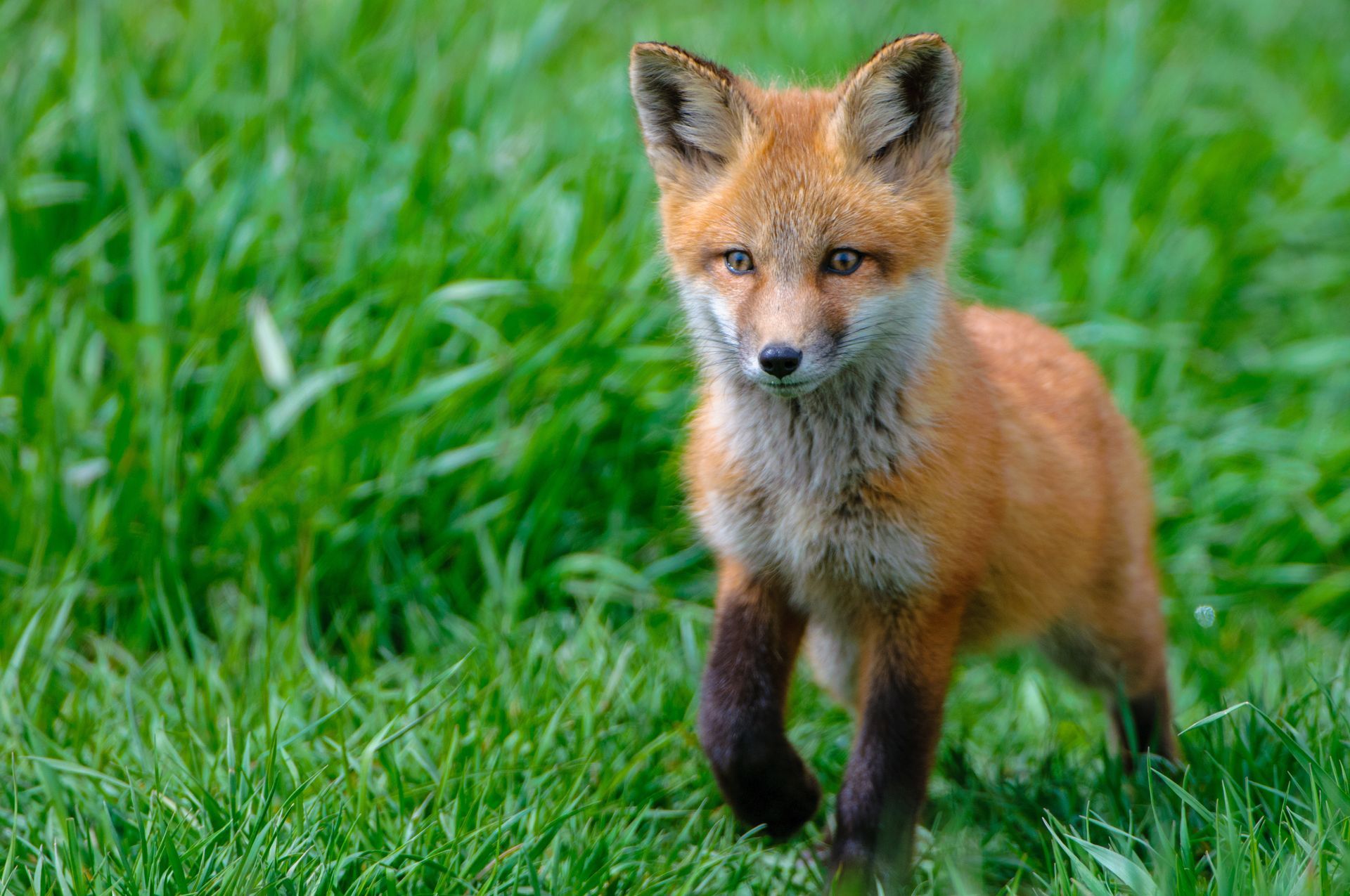 A red fox cub is standing in the grass looking at the camera.