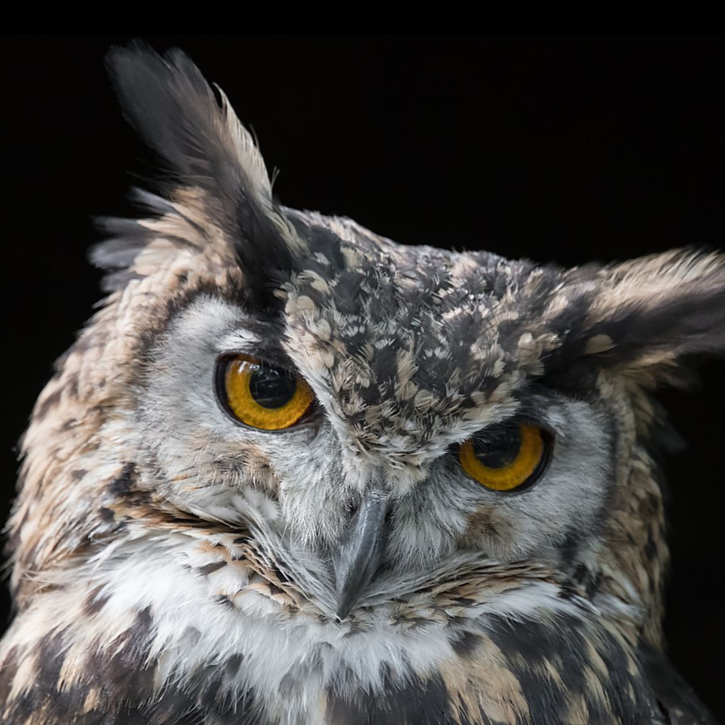 Close-up of a great horned owl with prominent ear tufts and striking orange eyes, set against a solid black background.