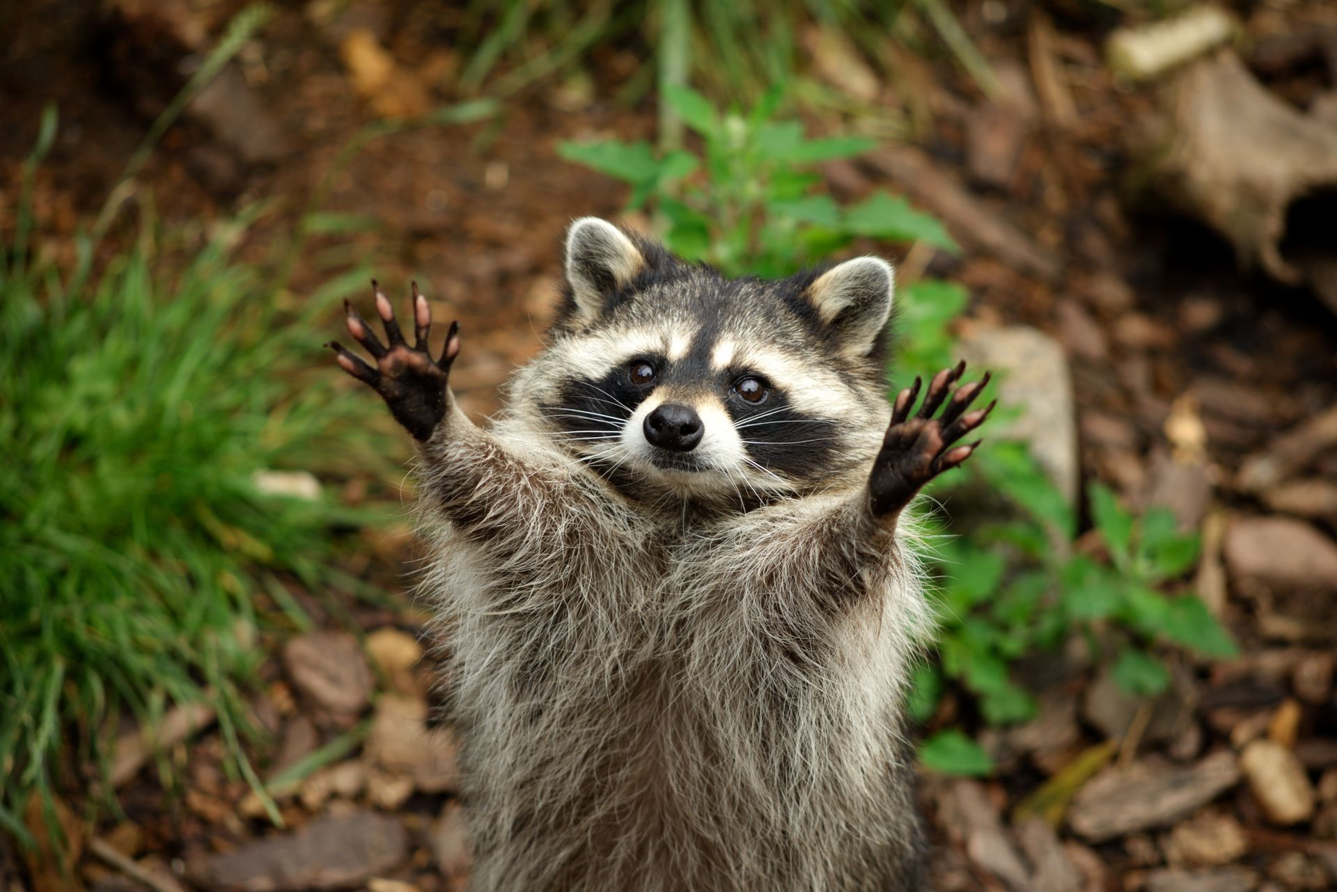 Raccoon standing, arms raised, black mask, gray fur, brown eyes, in a wooded area.