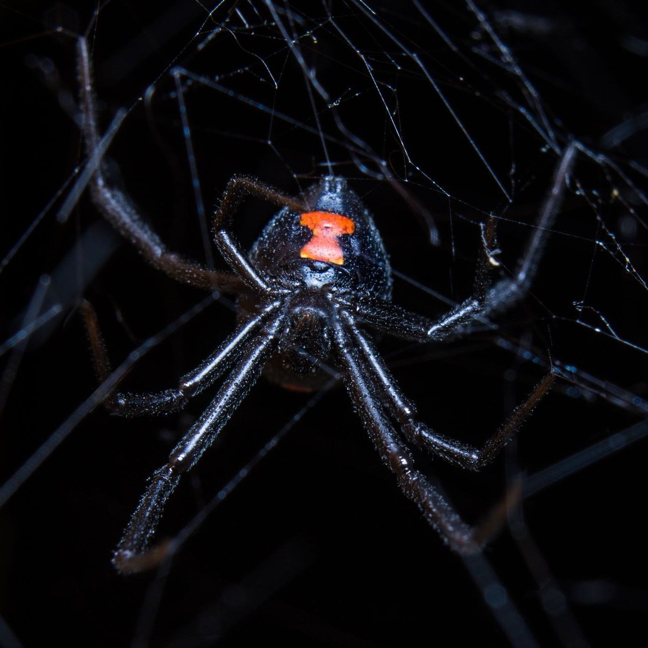 A black widow spider with a red spot on its face is sitting on a web.