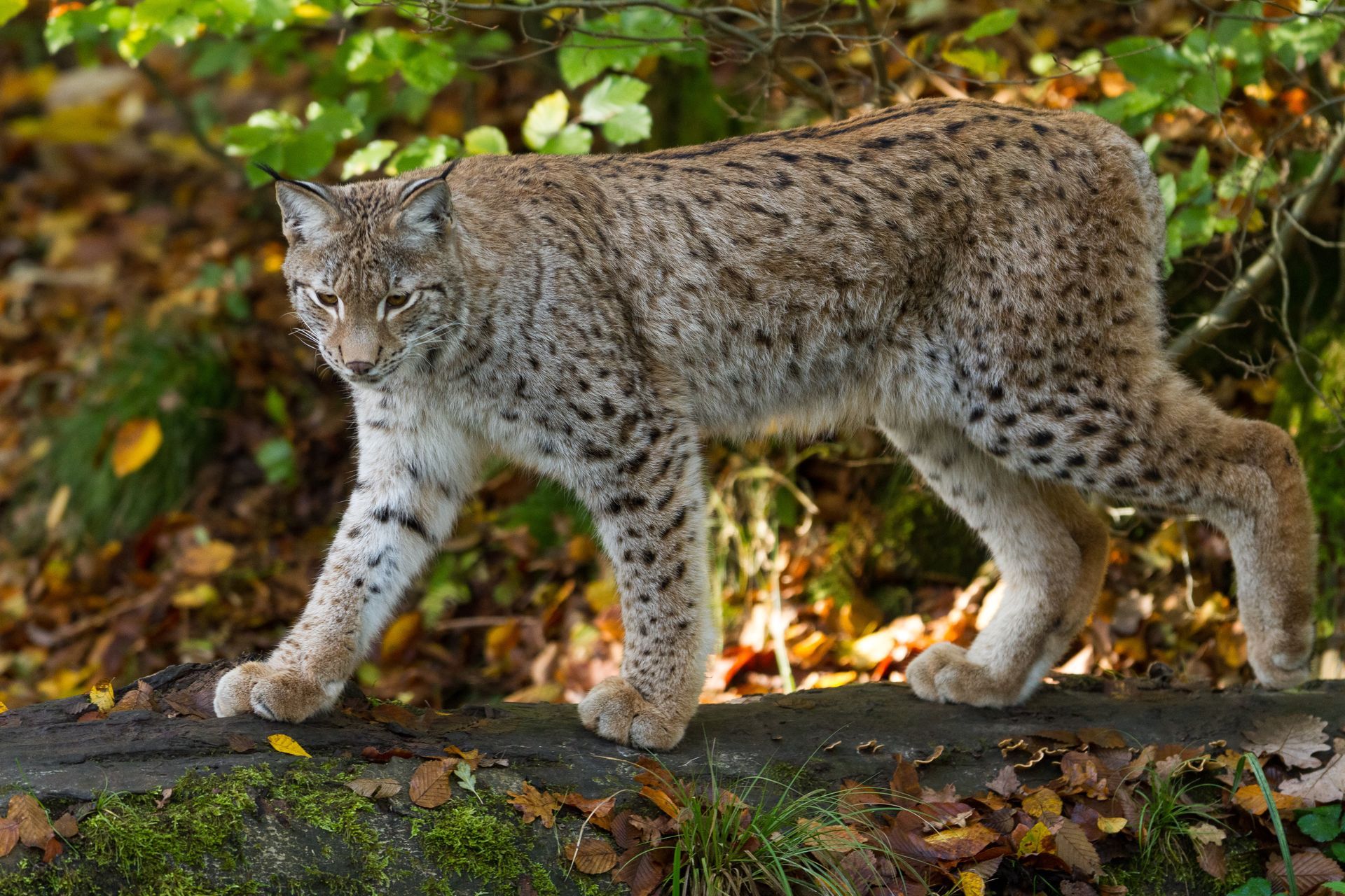 Lynx with spotted fur walks across a mossy log in a forest.