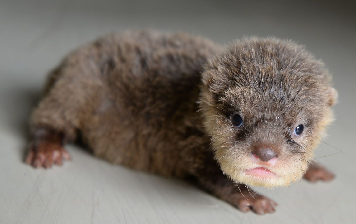 A baby otter with brown fur and a pink nose, lying down.