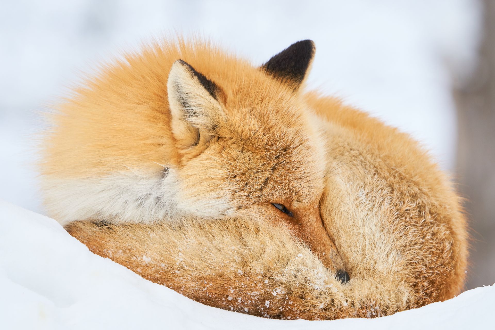 Red fox curled up sleeping in the snow.