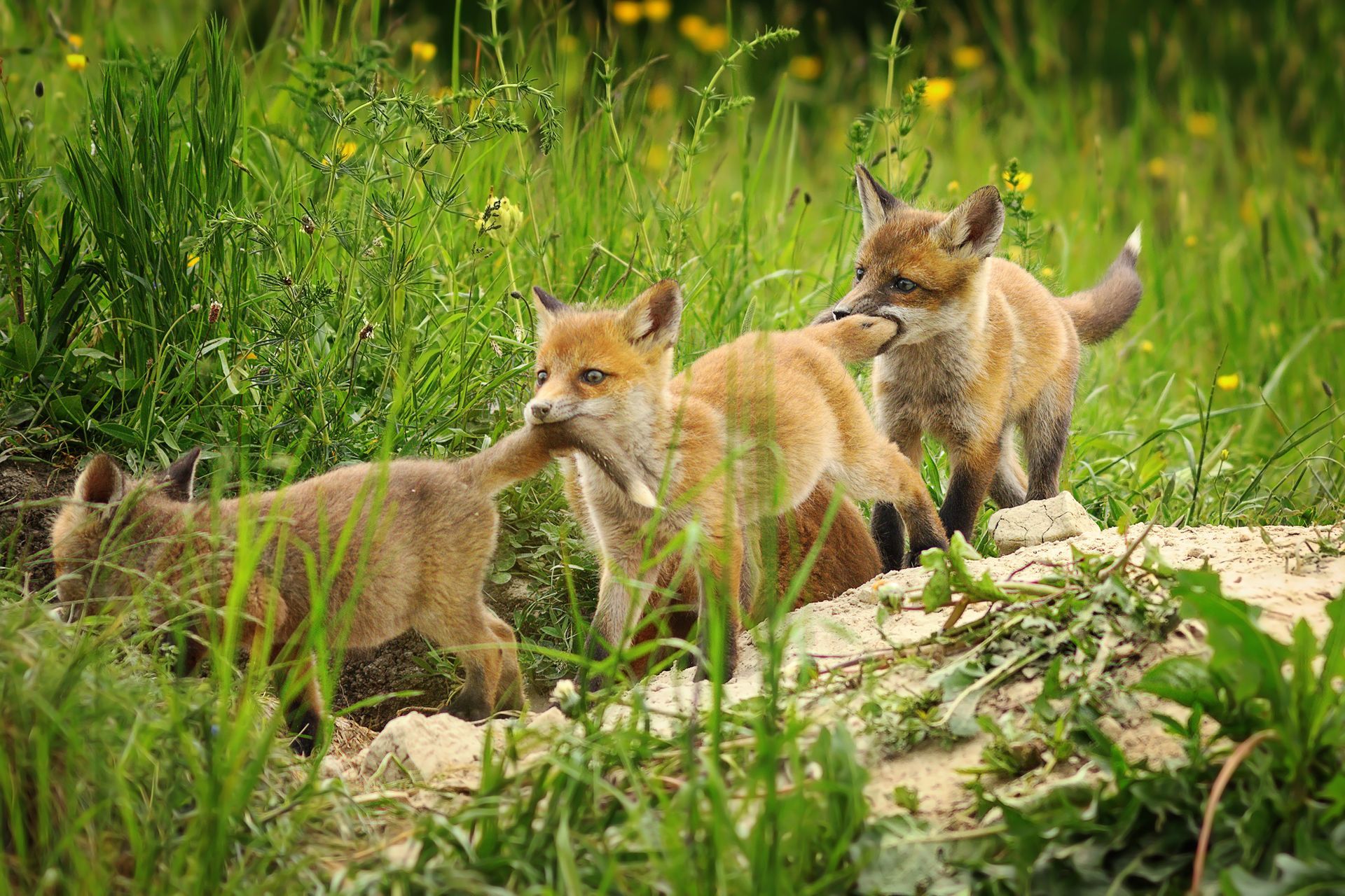 Three fox kits playing in grass, one holding prey in its mouth, others tugging at it.