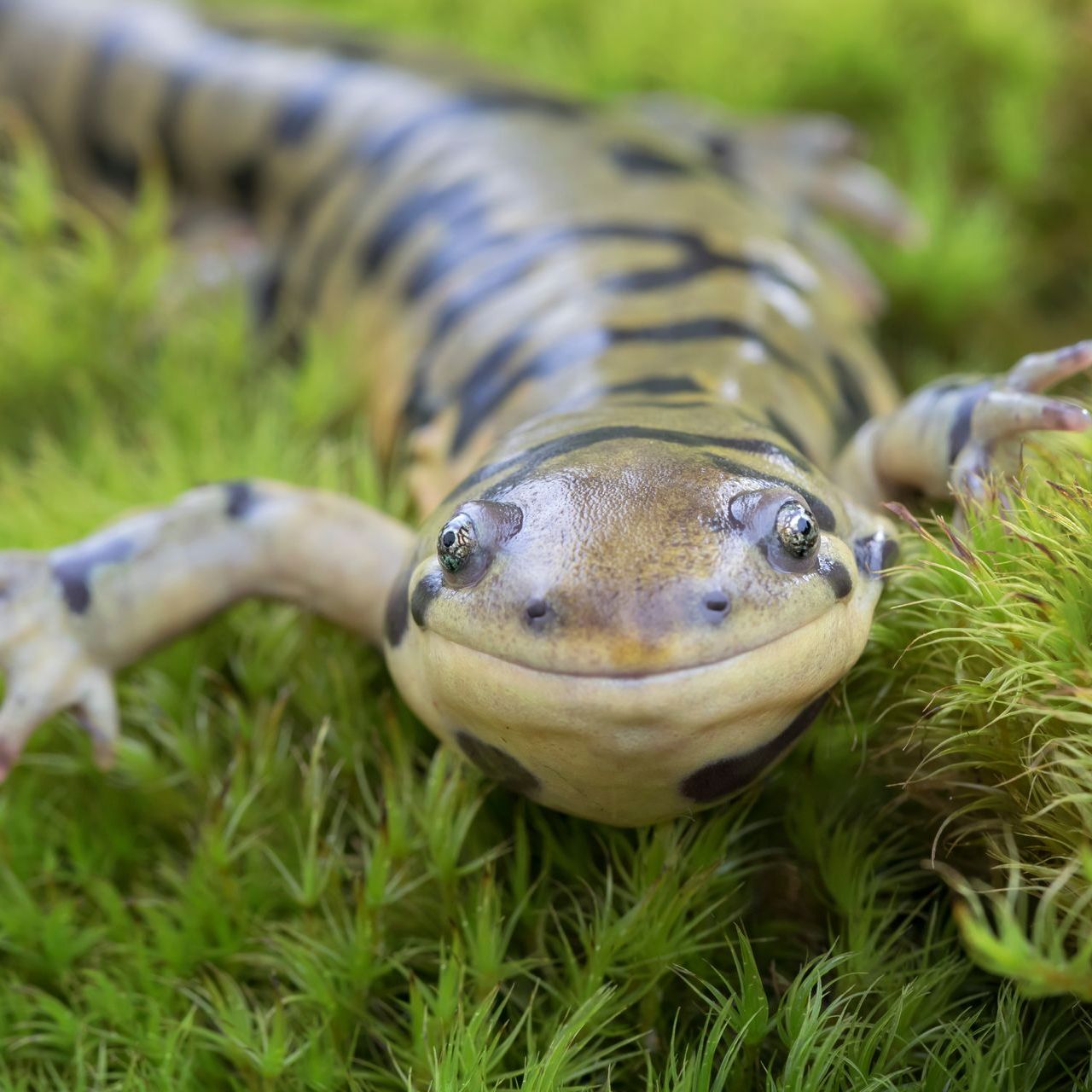 Tiger salamander with black stripes on olive skin, resting on green moss.