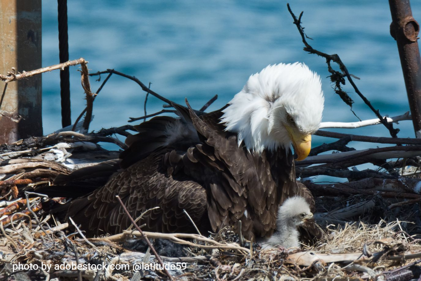 White-headed eagle on a nest by blue water, feeding a chick with dark feathers.