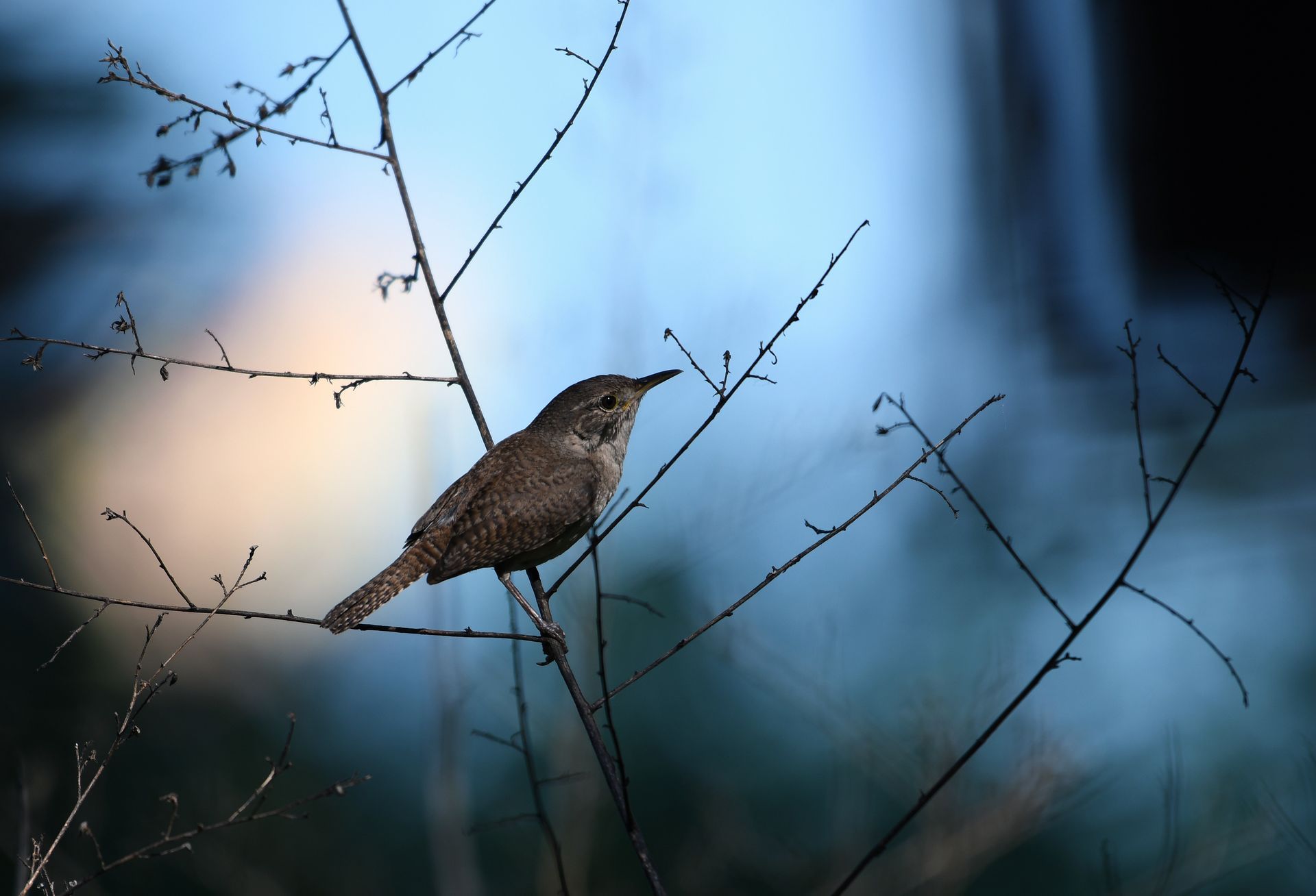 Brown bird perched on a thin branch against a blurred blue and dark background.