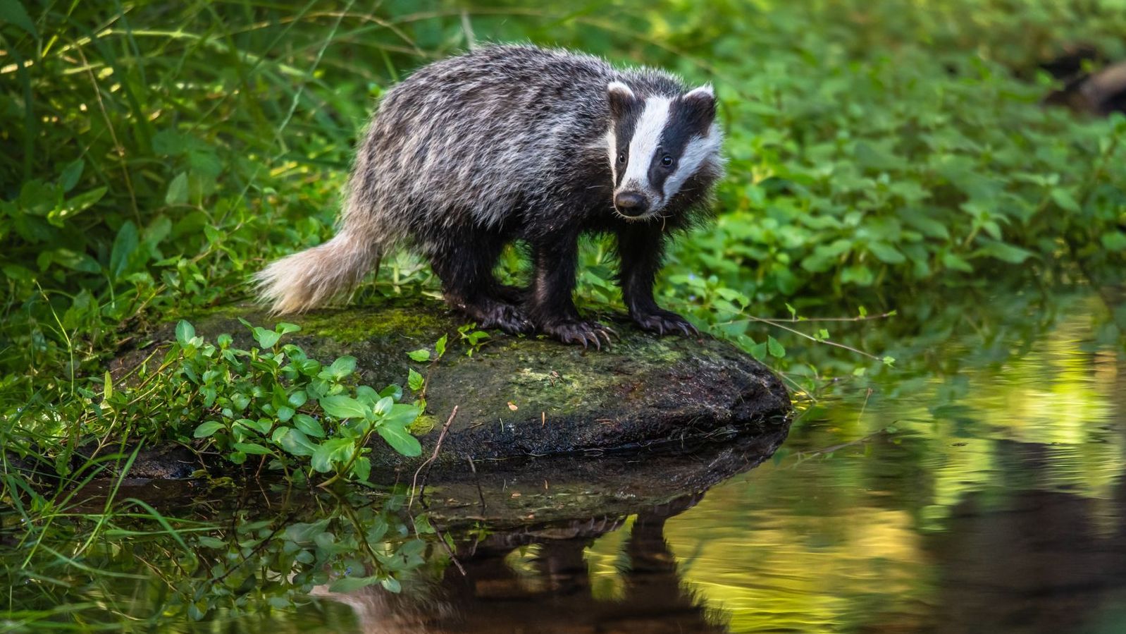 Badger standing on a log near water, surrounded by green foliage; white and black fur.