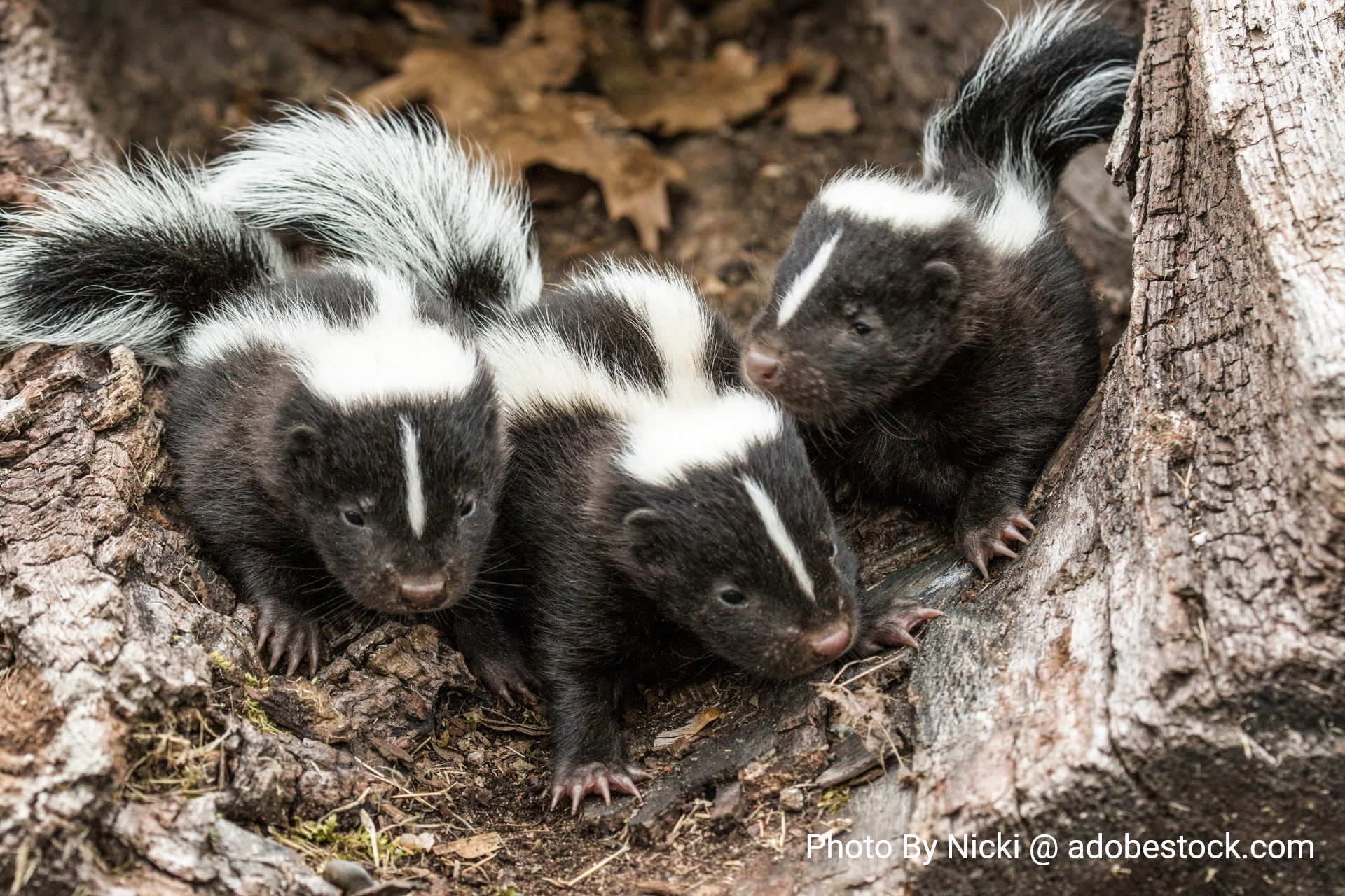 Three baby skunks in a hollowed-out log. Skunks in Minnesota
By Nicki