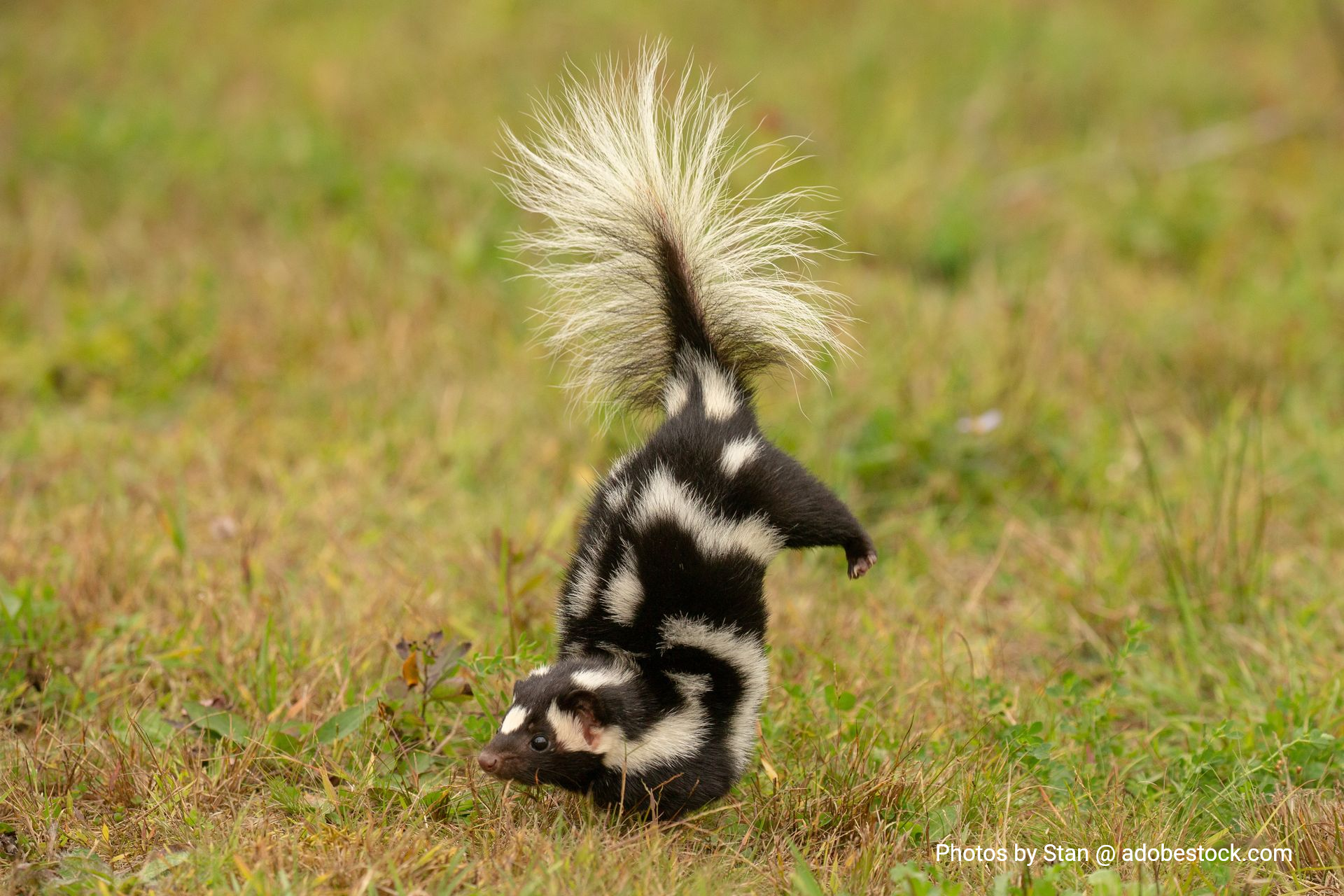 A skunk standing on its hind legs to spray