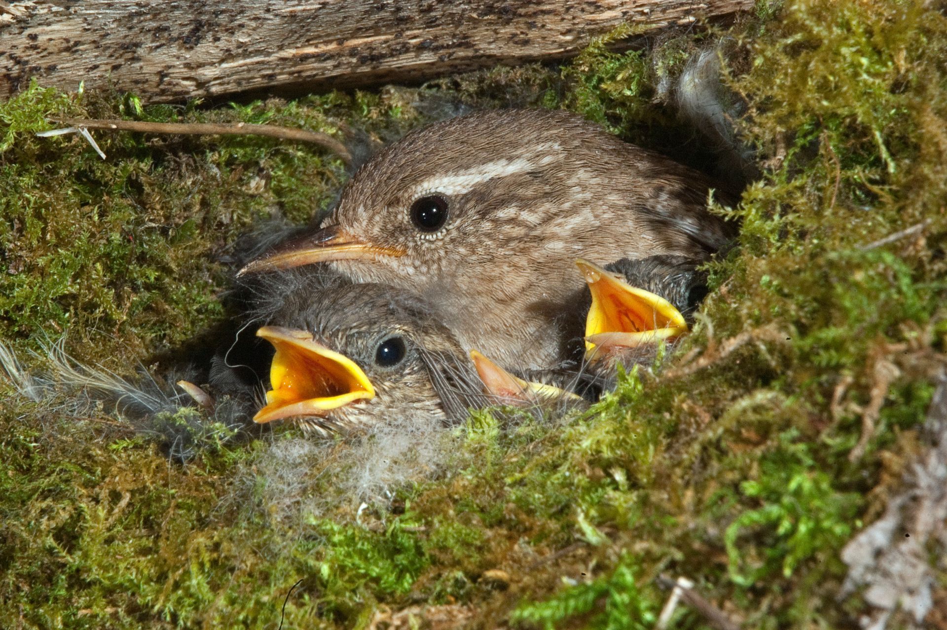 Bird feeding chicks in a mossy nest. Two chicks with open orange beaks; adult bird close by.