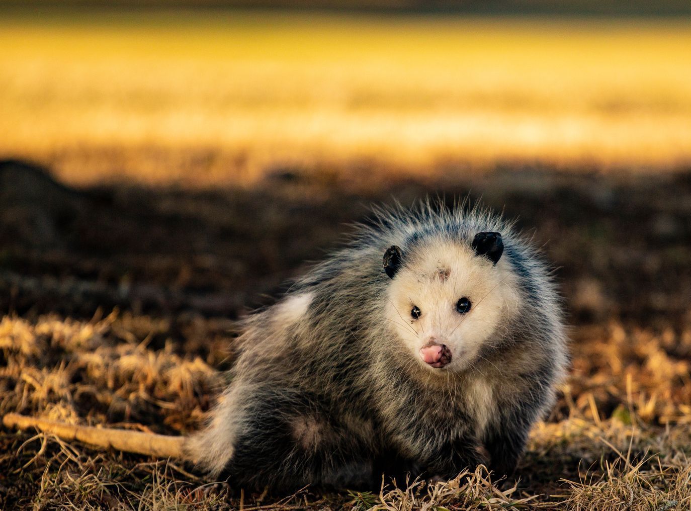 Opossum with gray fur, pink nose, and tongue out, in a field with golden sunlight.