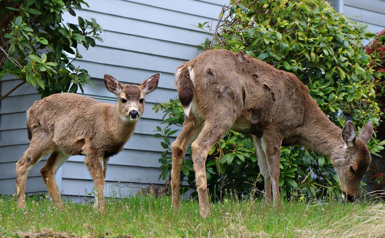Two deer are grazing in the grass in front of a house