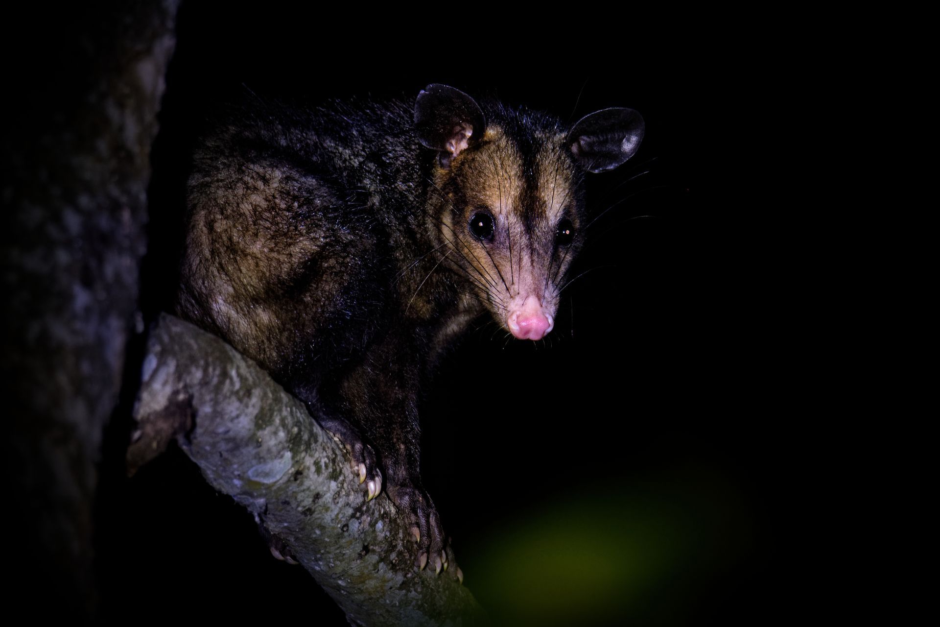 A masked opossum perched on a tree branch at night, looking forward with pink nose.
