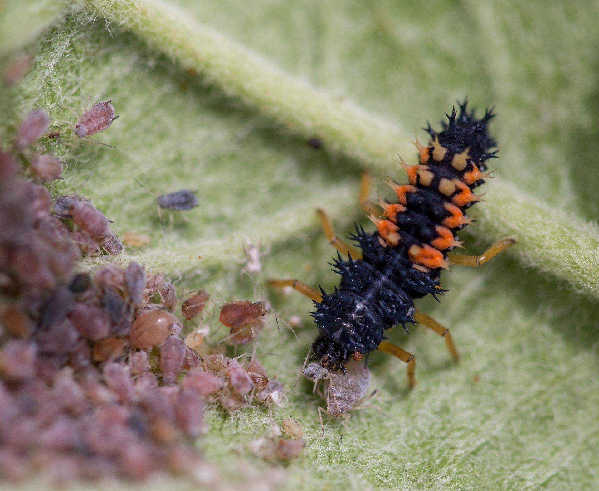Ladybug larva eating aphids on a green leaf. Black and orange larva, surrounded by small brown aphids.
