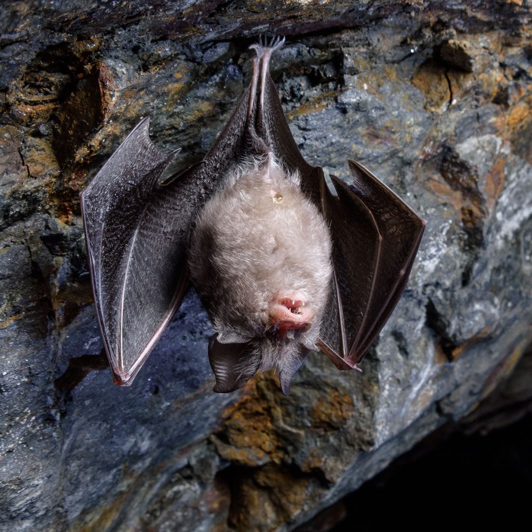 Bat hanging upside down in a cave, wings spread, gray and brown hues.