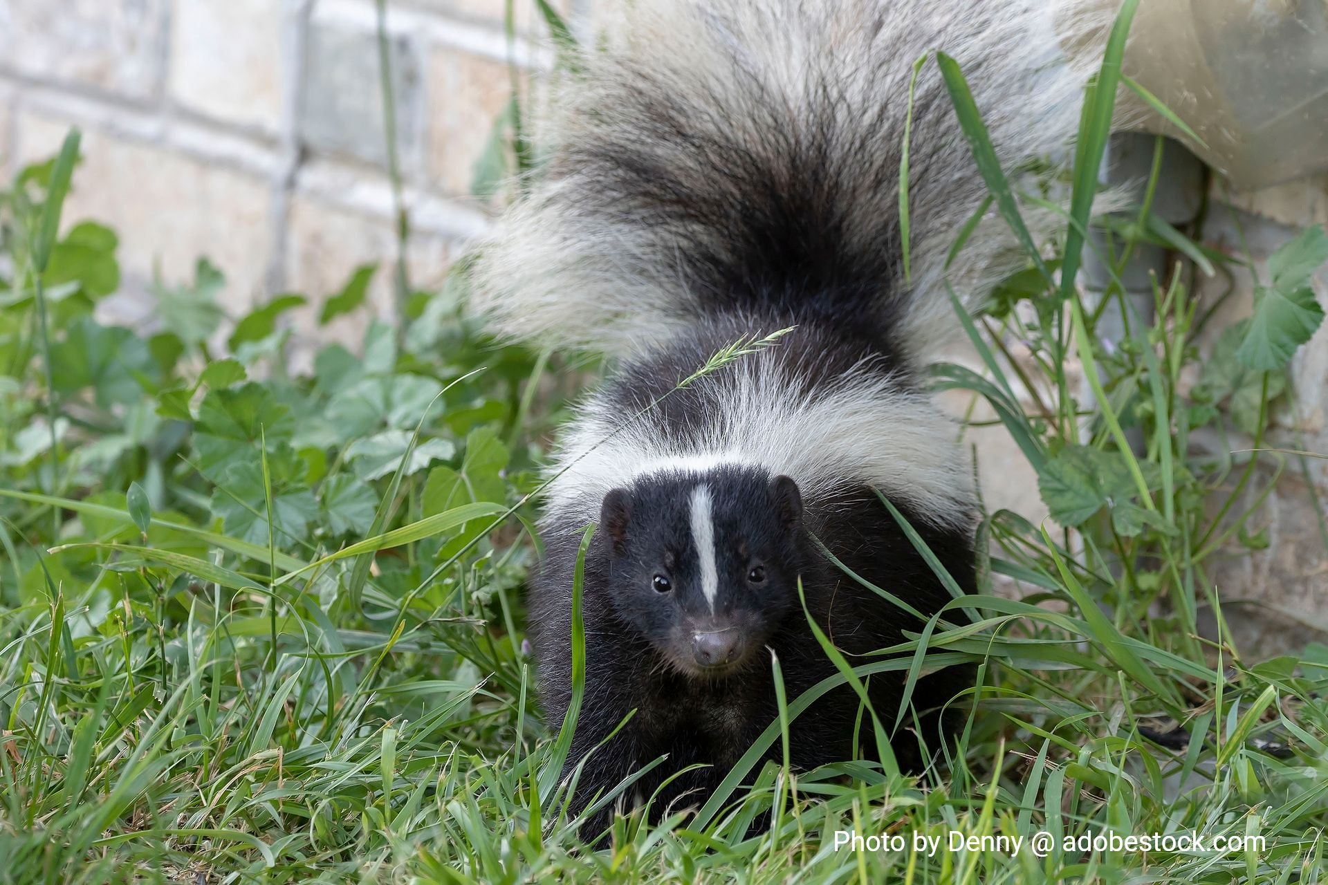A black and white striped skunk is looking at the camera.