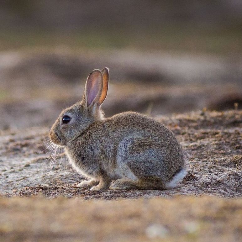 Rabbit with grey-brown fur, sitting on dirt ground, ears perked up.