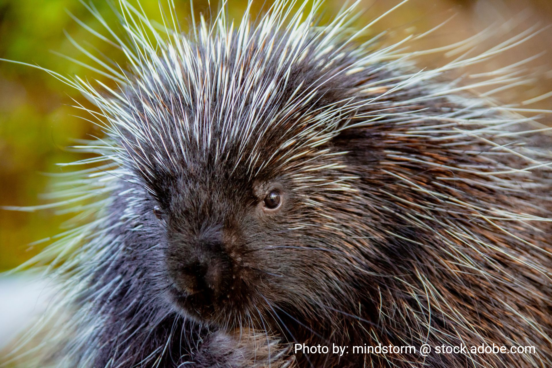 Porcupine with dark fur, quill head, and dark eye, looking forward.