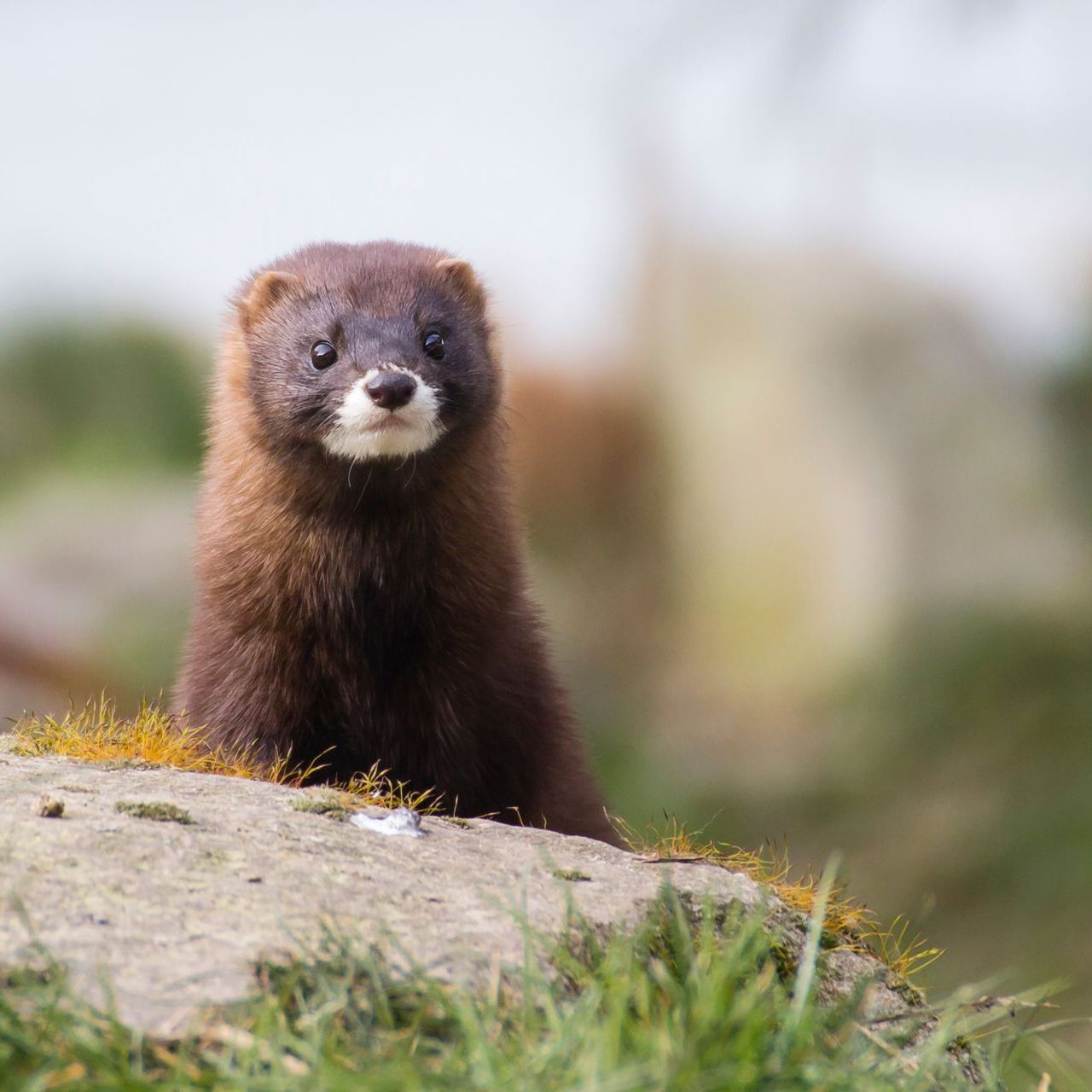 Dark brown mink perched on a rock, looking directly at the camera.