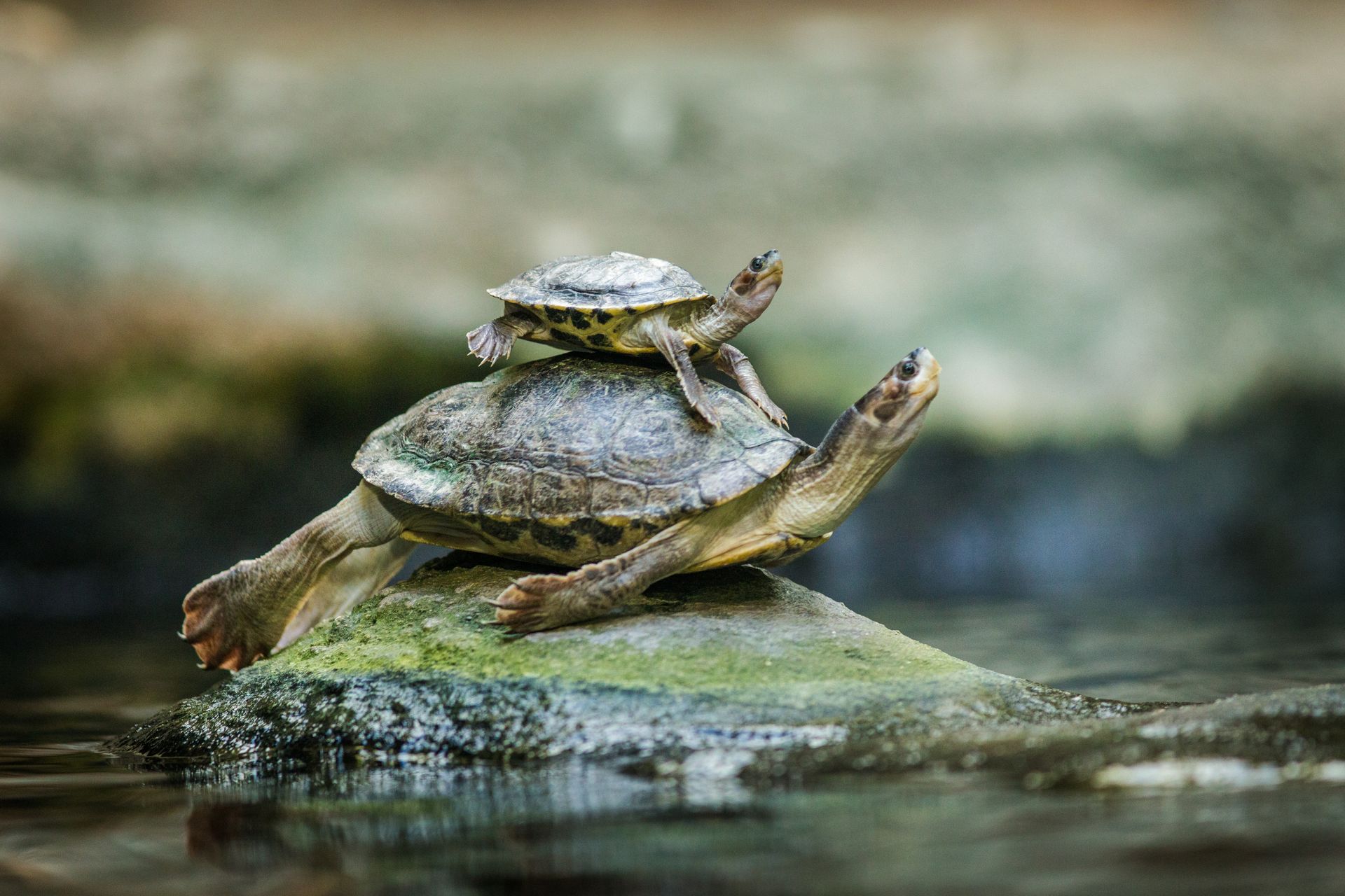 Small turtle riding on the back of a larger turtle atop a mossy rock in water.