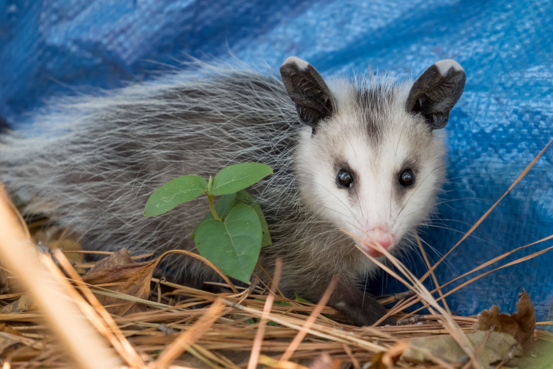 Young opossum with gray fur, pink nose, and dark ears, amidst straw and blue tarp.