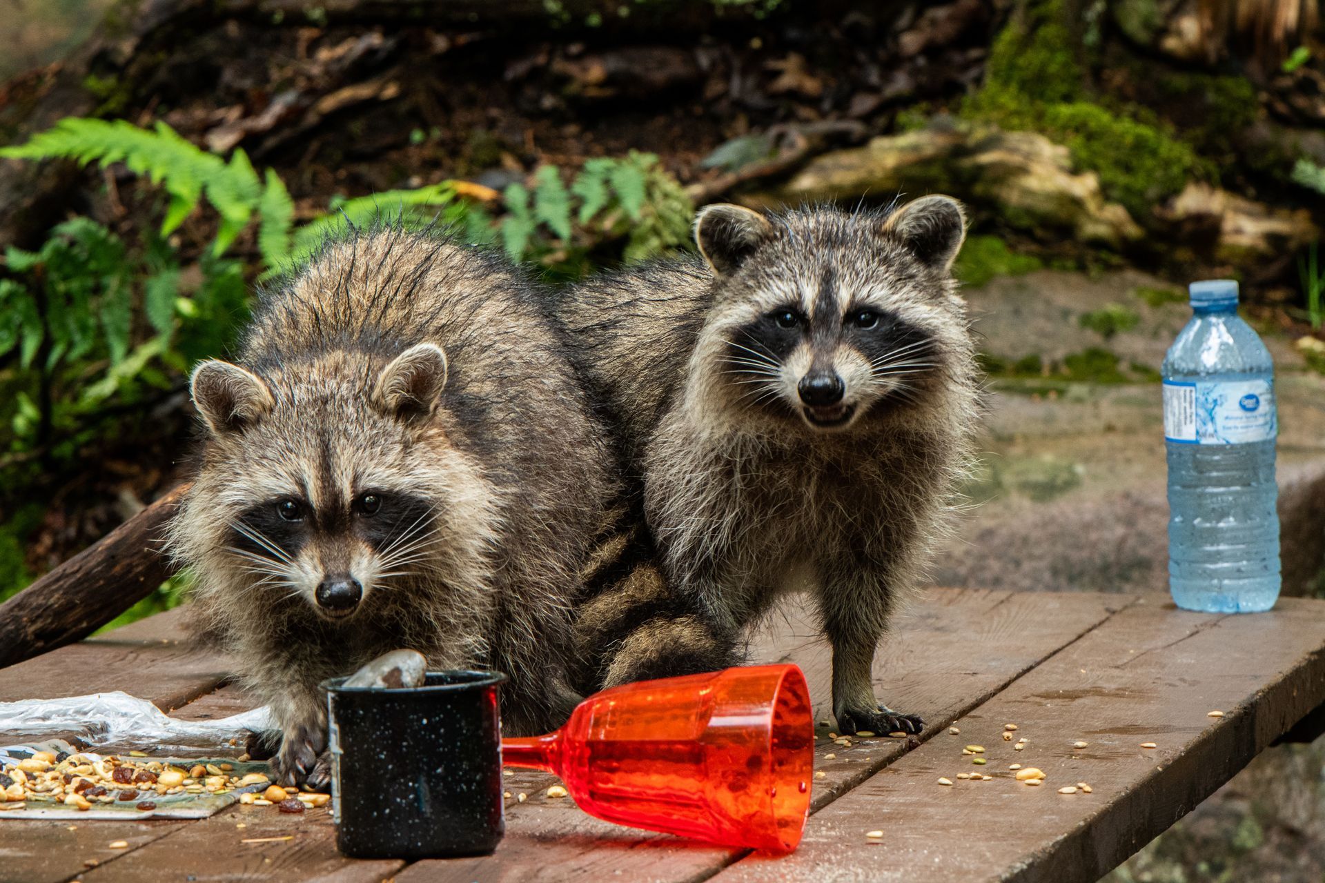 Two raccoons on a wooden deck with food scraps, a spilled cup, and a water bottle, surrounded by trees.