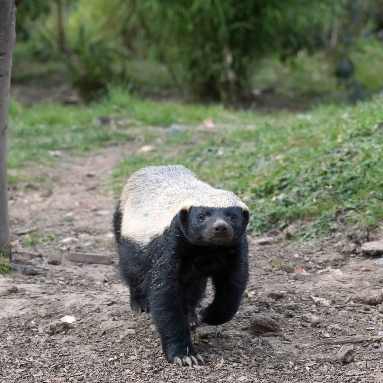Honey badger with black body and white back, walking on a dirt path.