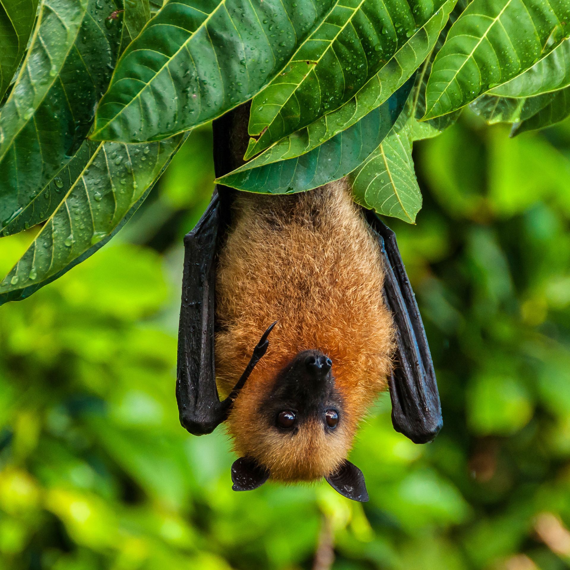 Brown bat hanging upside down from green leaves.