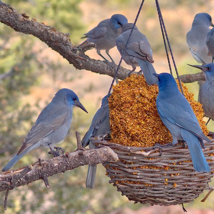 Blue birds eating from a bird feeder filled with seeds, perched on a tree branch.