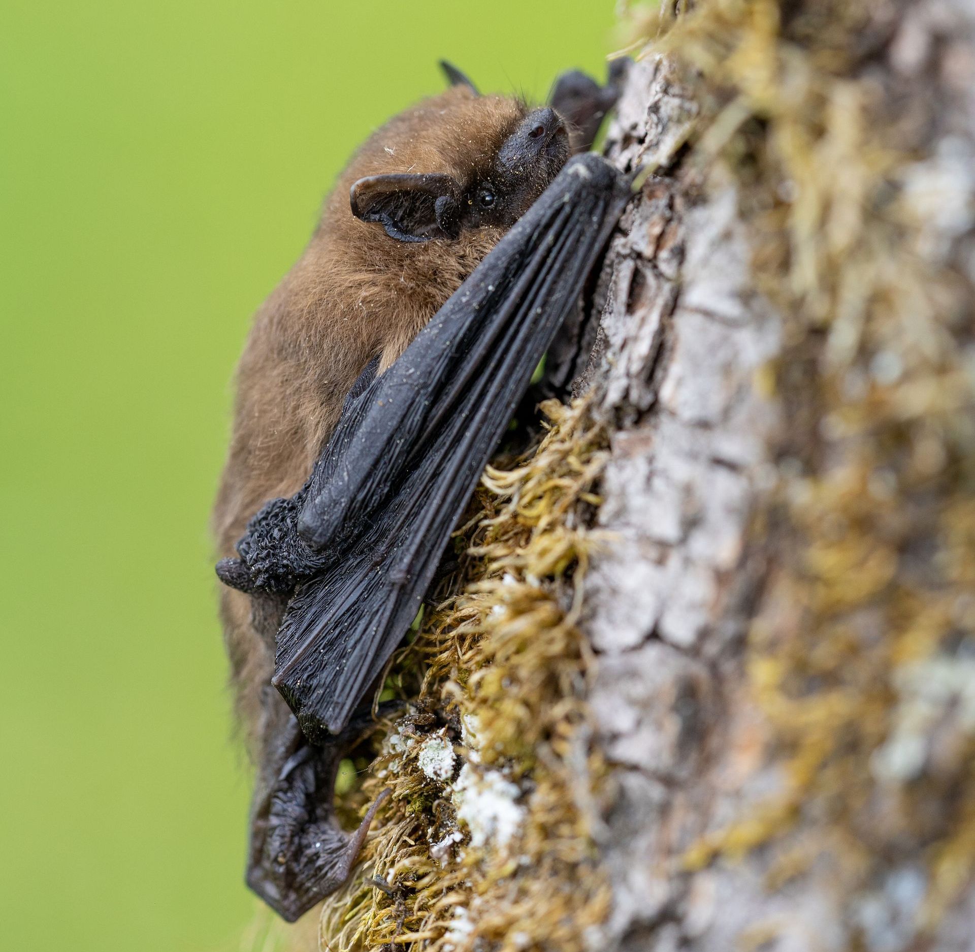 Brown bat clinging to a mossy tree trunk with wings extended.