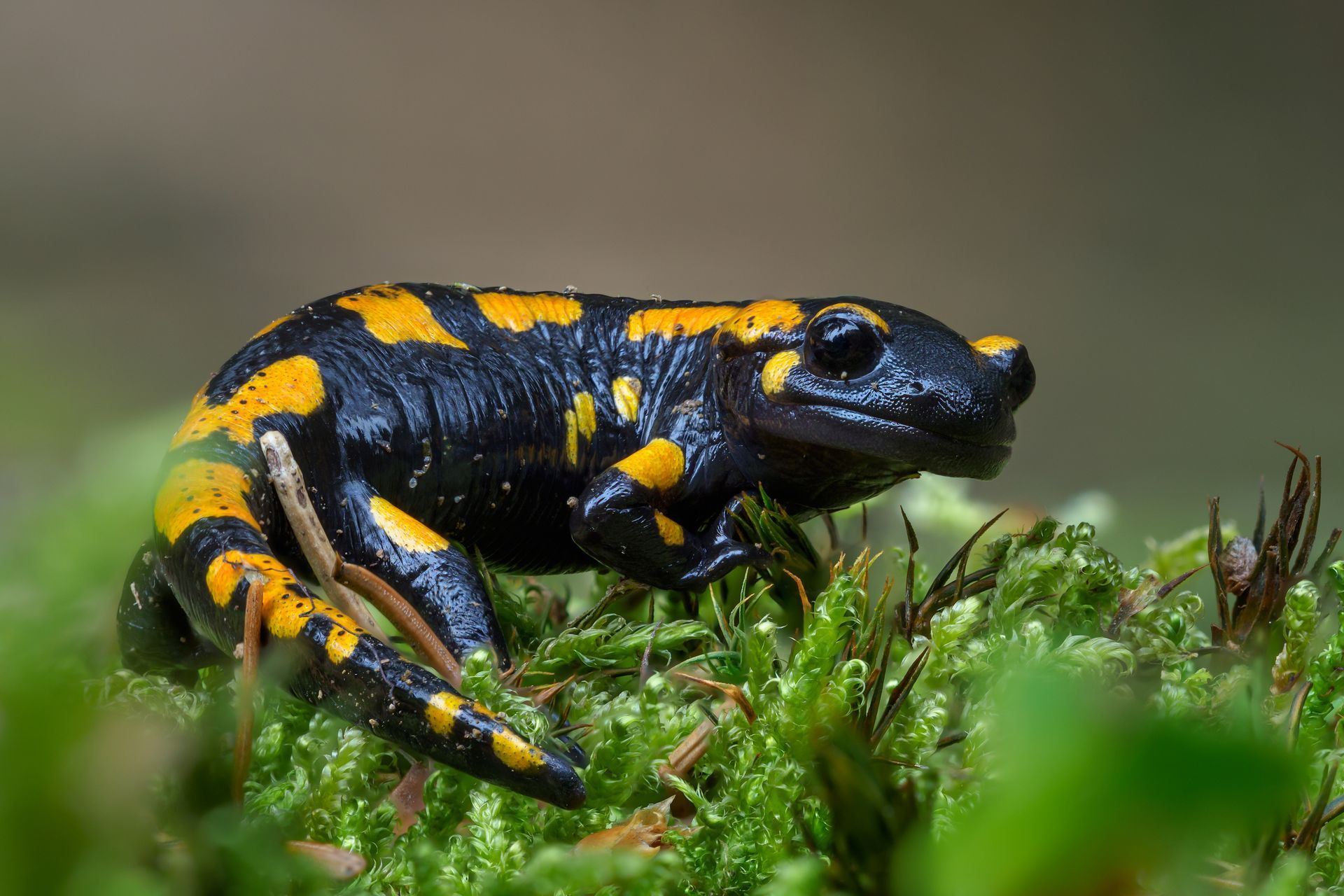A fire salamander with black skin and bright yellow spots resting on a patch of green moss.